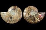 Sliced Ammonite Fossil - Agatized #114866-1